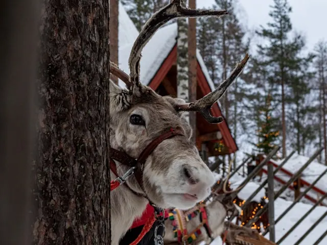 a reindeer in the artic village rovaniemi finland