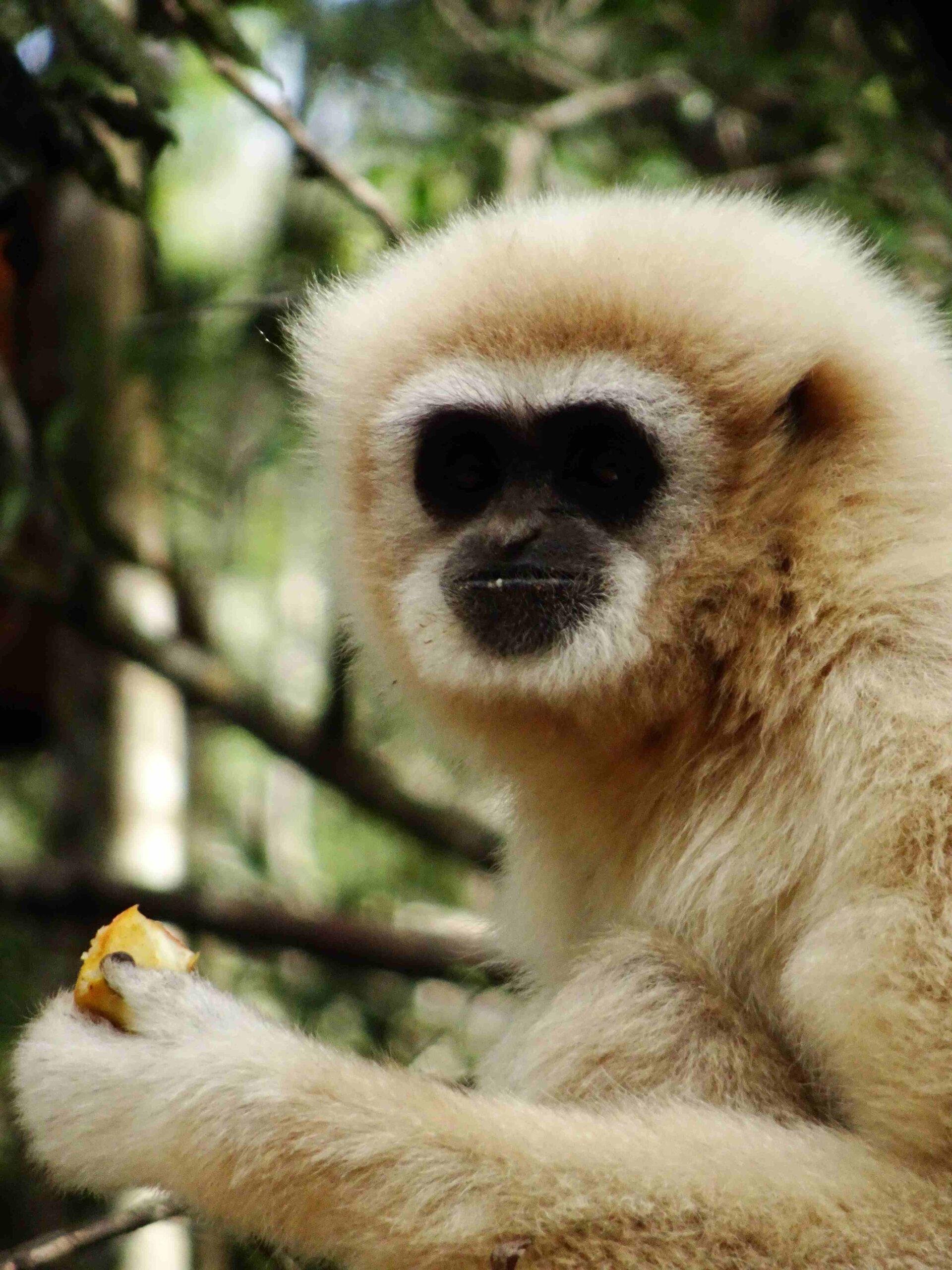 A gibbon at Monkeyland