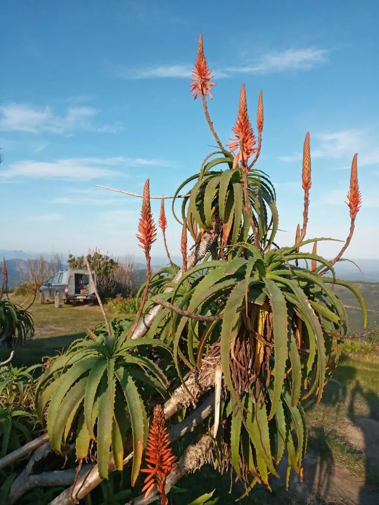 Aloes flowering