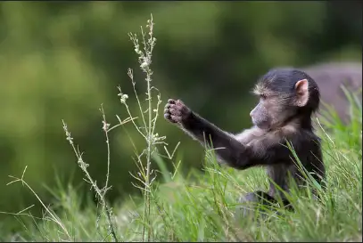 An infant baboon