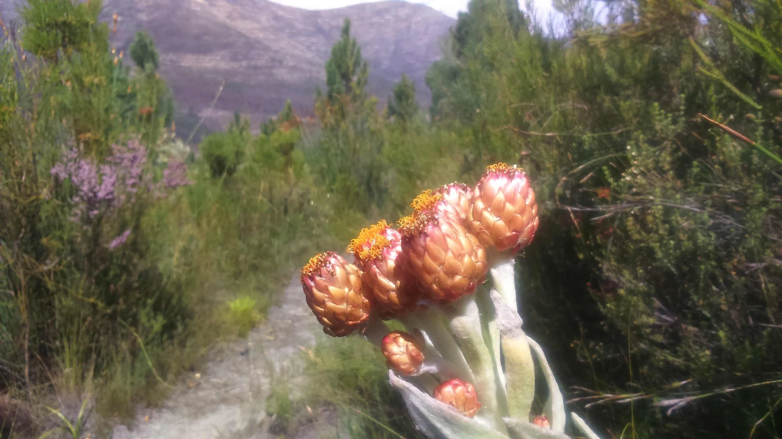 Fynbos flowers with mountains in the background