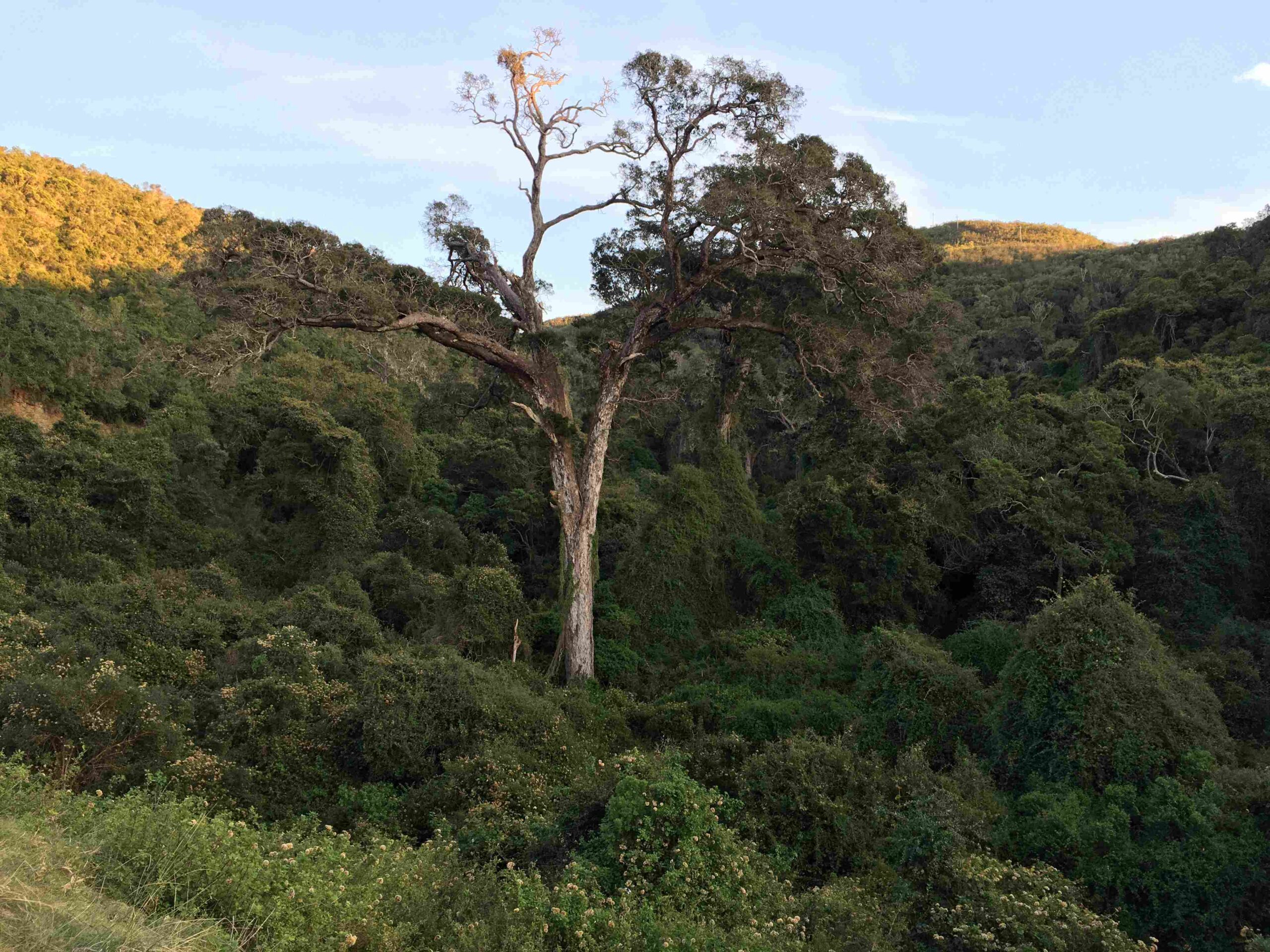 A large yellowwood tree in an indigenous forest