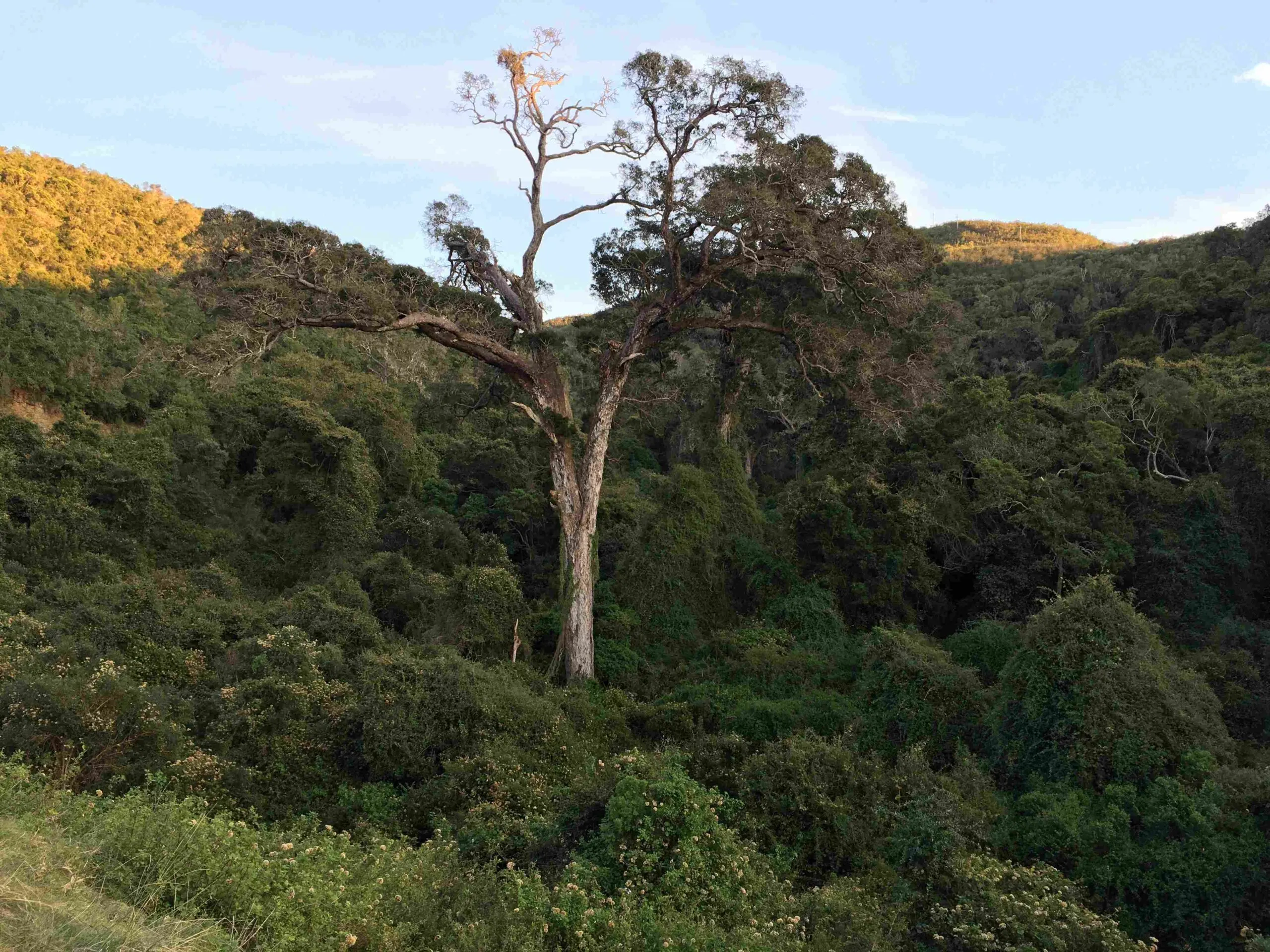 A large yellowwood tree in an indigenous forest