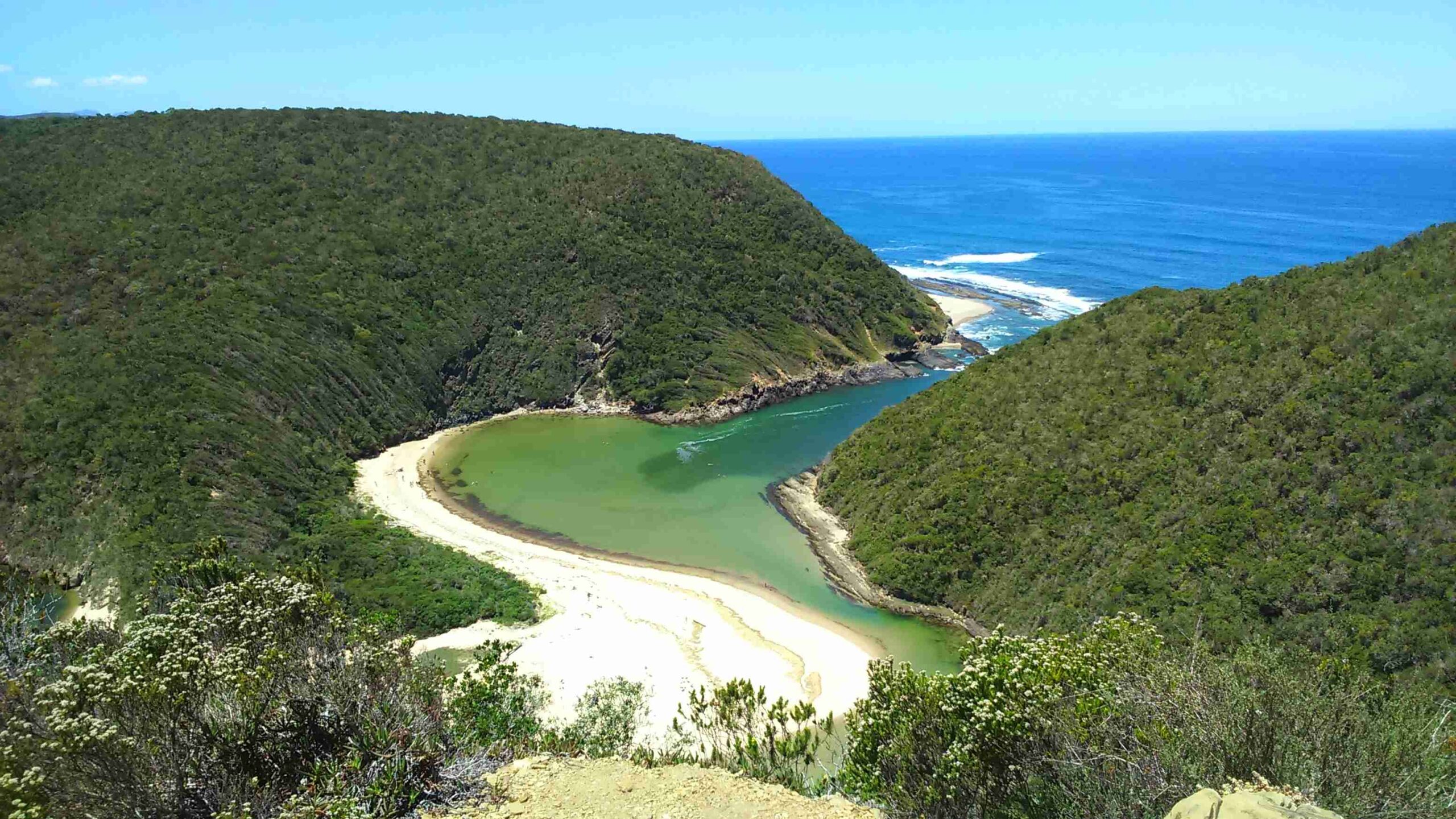 A lush rivermouth by the ocean surrounded by green forests