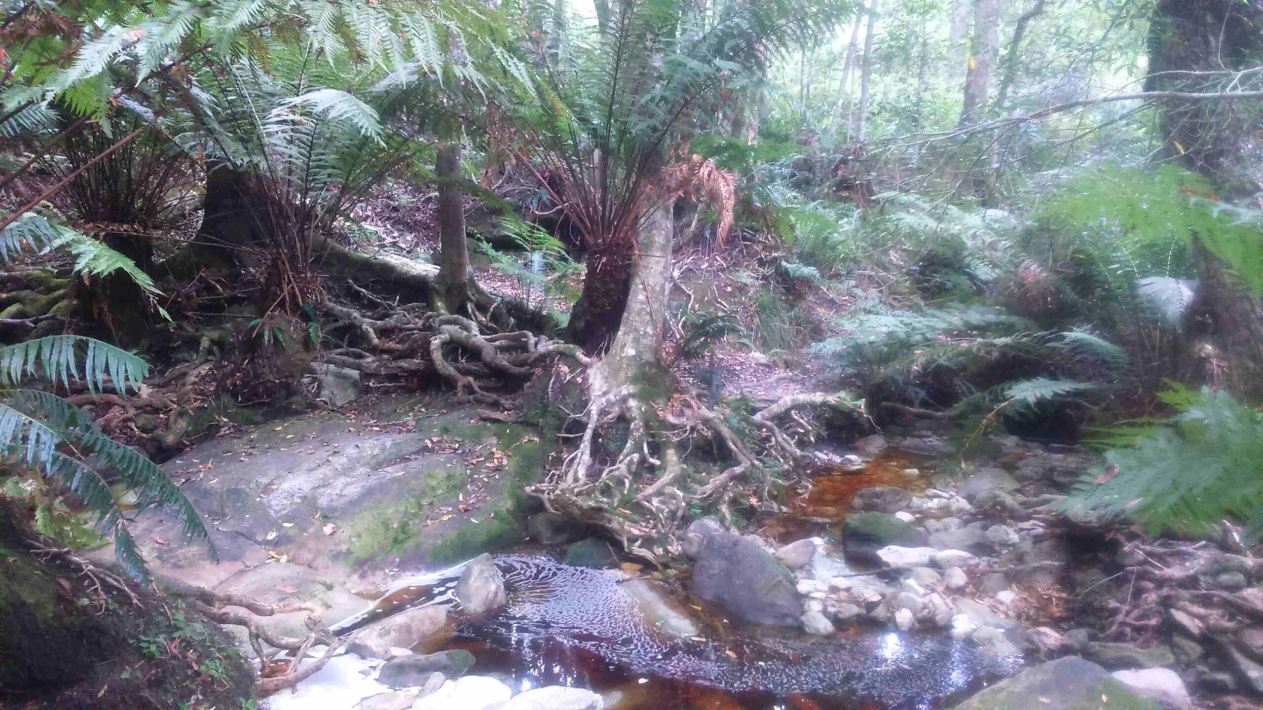 A forest stream in an indigenous forest in the Garden Route