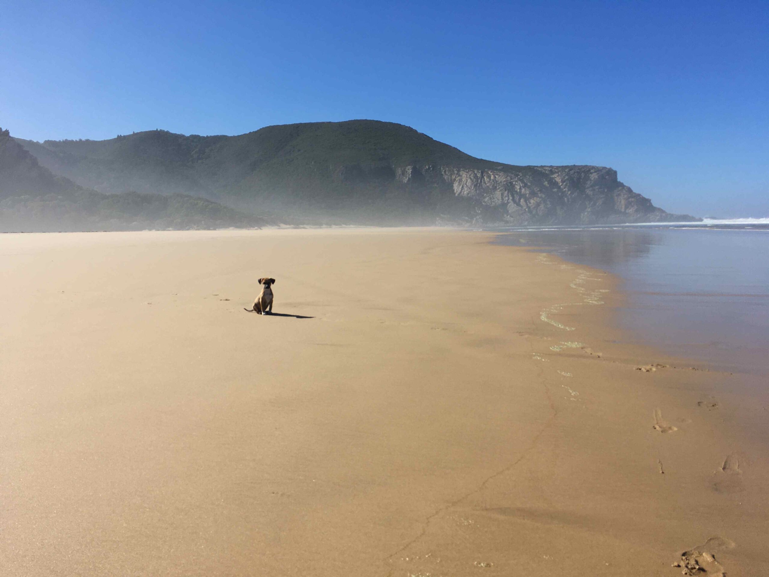 A puppy on a sandy beach