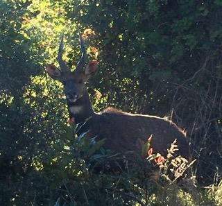 A bushbuck in a forest