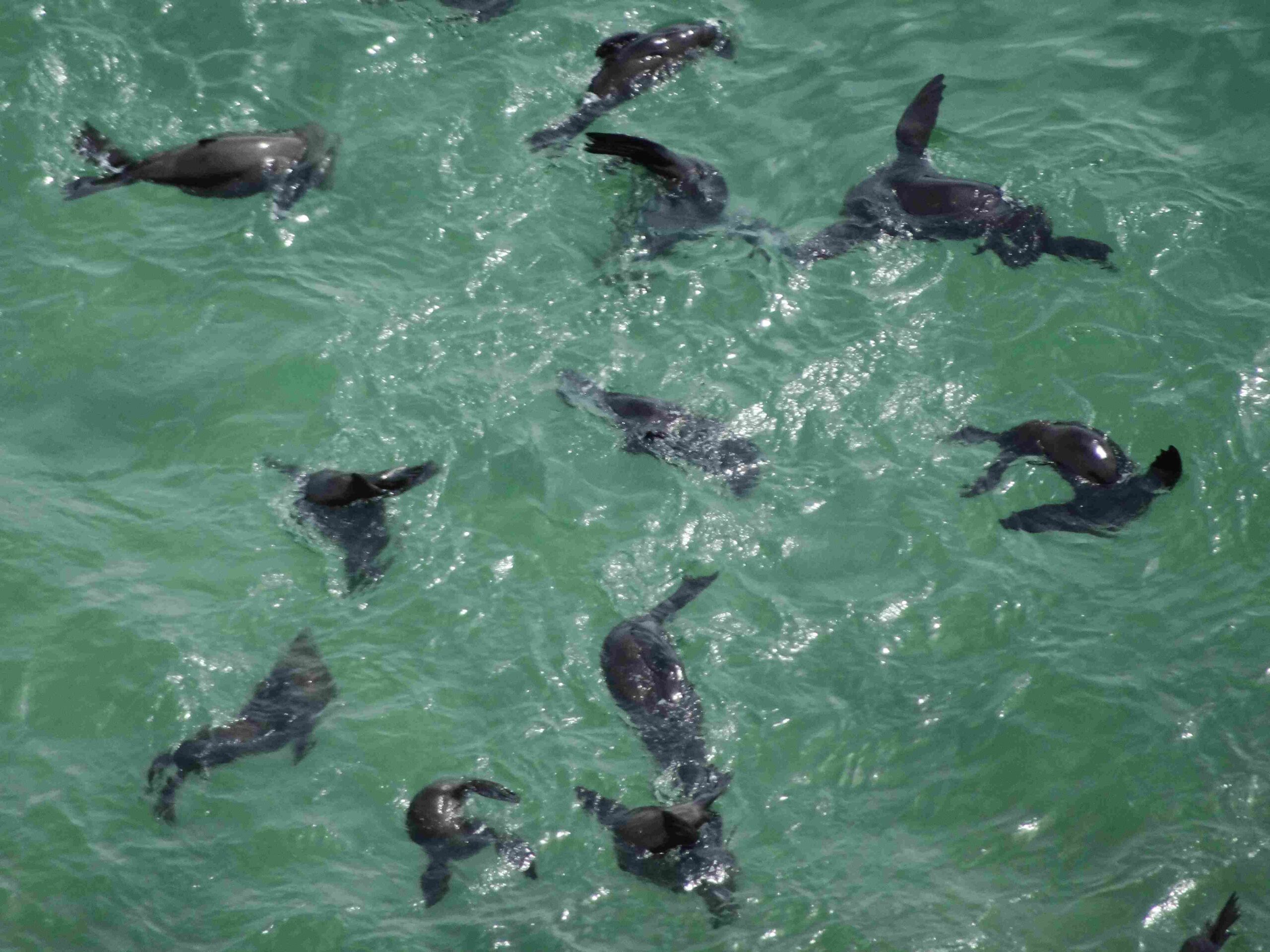 Cape fur seals in the ocean