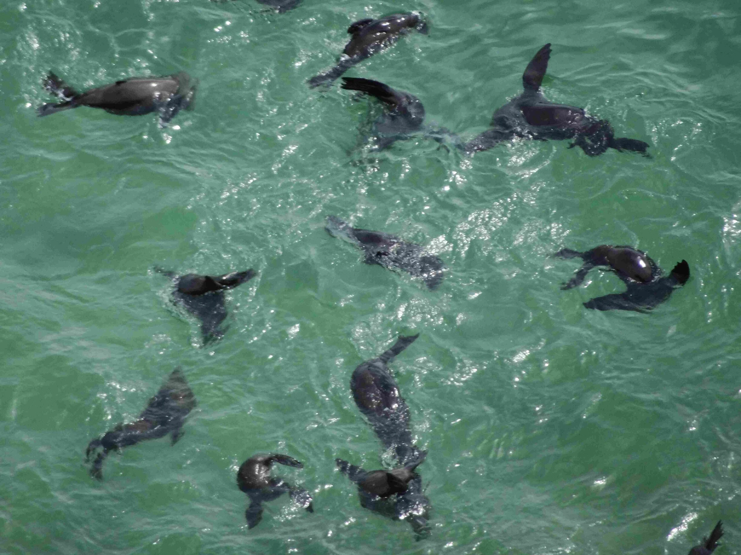Cape fur seals in the ocean