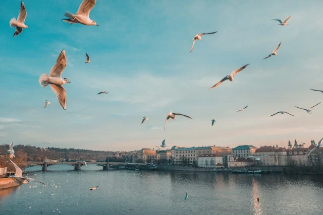 seagulls flying over the vltava river in prague czech republic