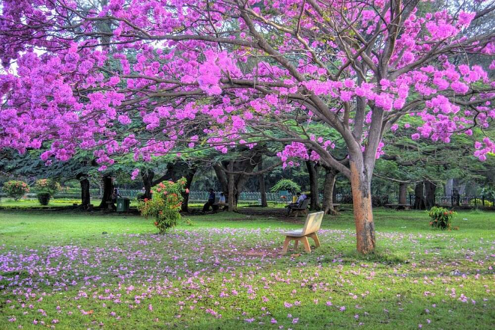 Flowering trees in Cubbon Park, Bangalore, India 