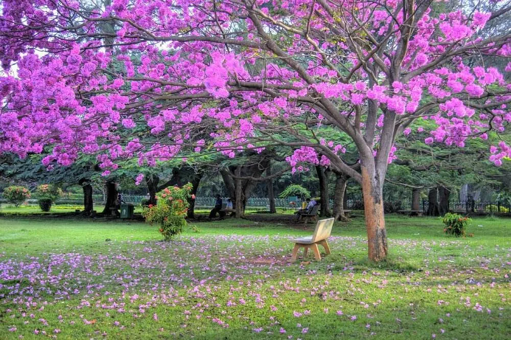 Flowering trees in Cubbon Park, Bangalore, India