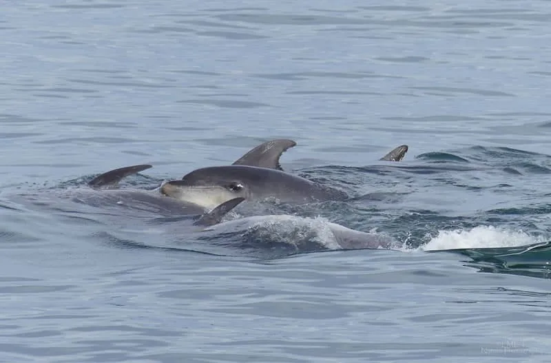 Dolphins spotted along the Glenarm Coastal Route walk