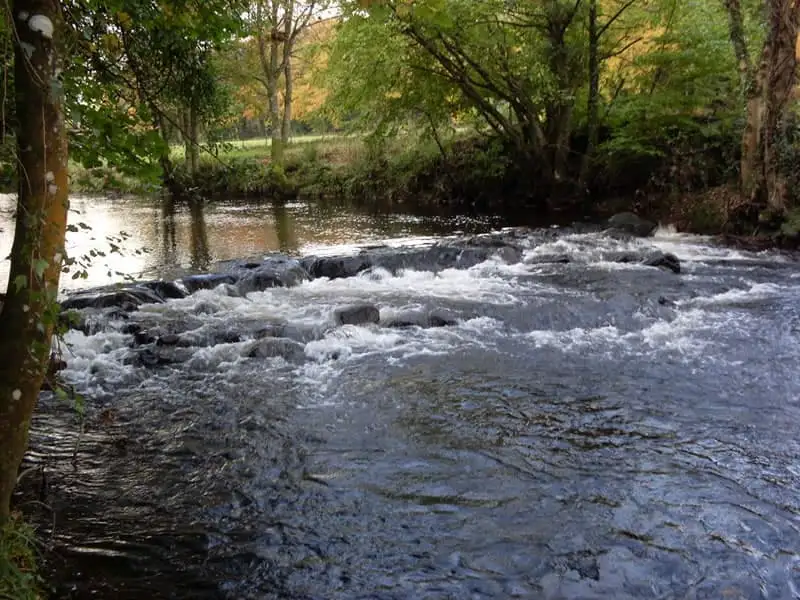 Glenarm forest