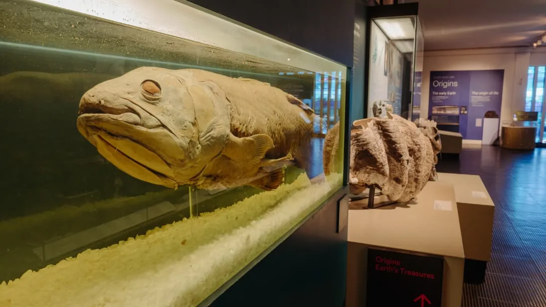 Displays at the Ulster Museum