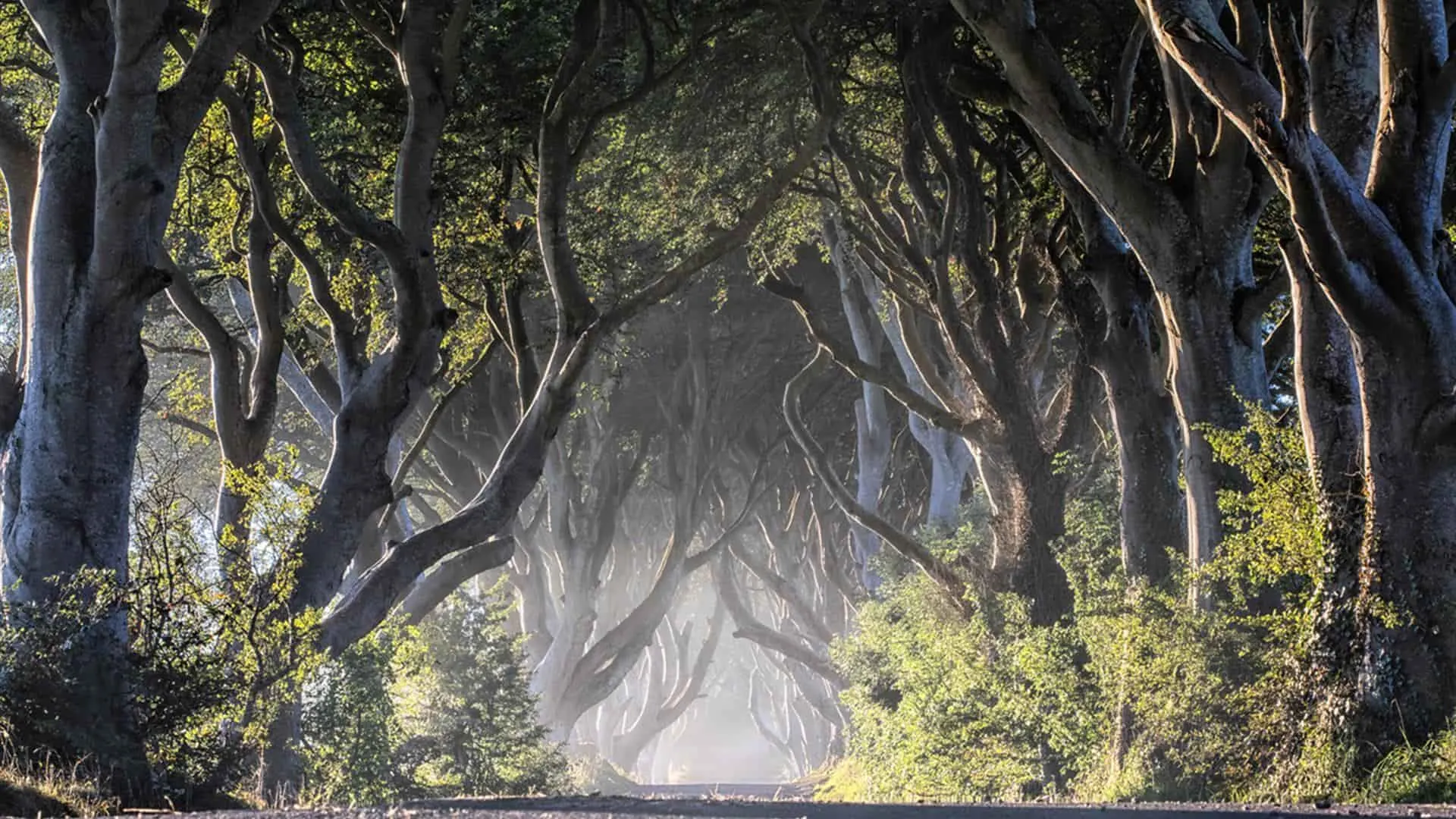 The Dark Hedges where game of thrones was filmed