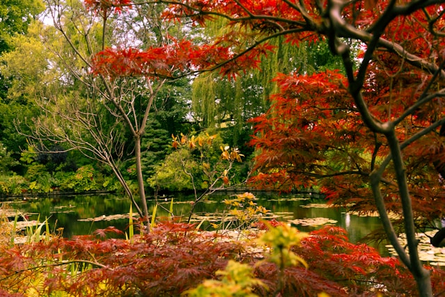 a lily pond surrounded by autumnal leaves at claude monet's garden in normandy france
