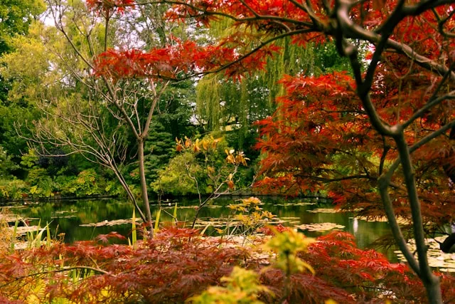 a lily pond surrounded by autumnal leaves at claude monet's garden in normandy france