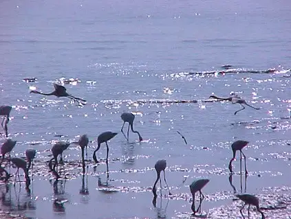 Flamingos in a lake in Mumbai, India