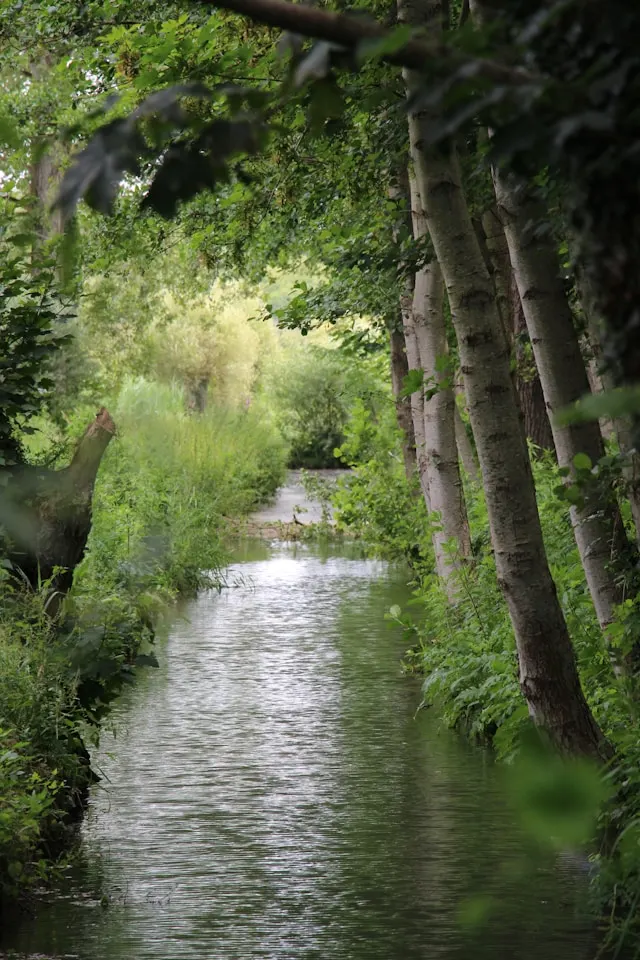 tress line the river somme in picardy northern france