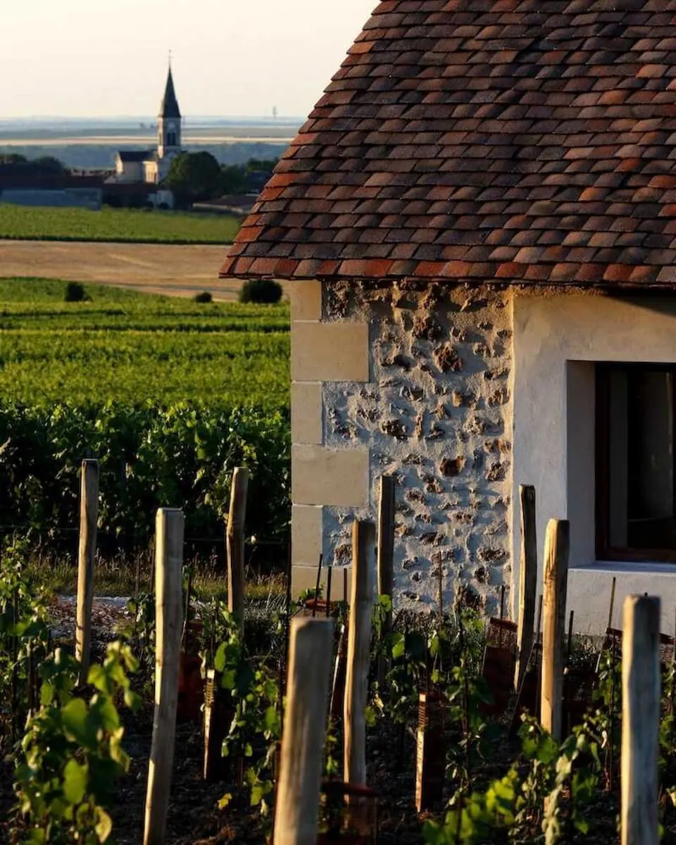 a stone building surrounded by vines with a church in the background at pierre palliard vineyard near reims in champagne champagne france