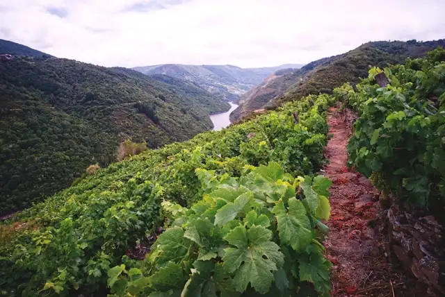 a vineyard viewed from miradoiro das cadeiras in sober spain