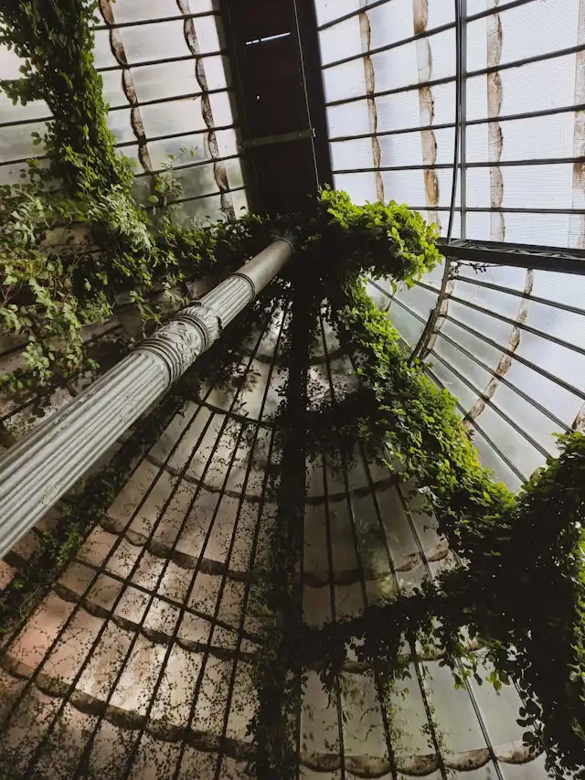 a tall tree in a greenhouse at the royal botanical garden in madrid spain