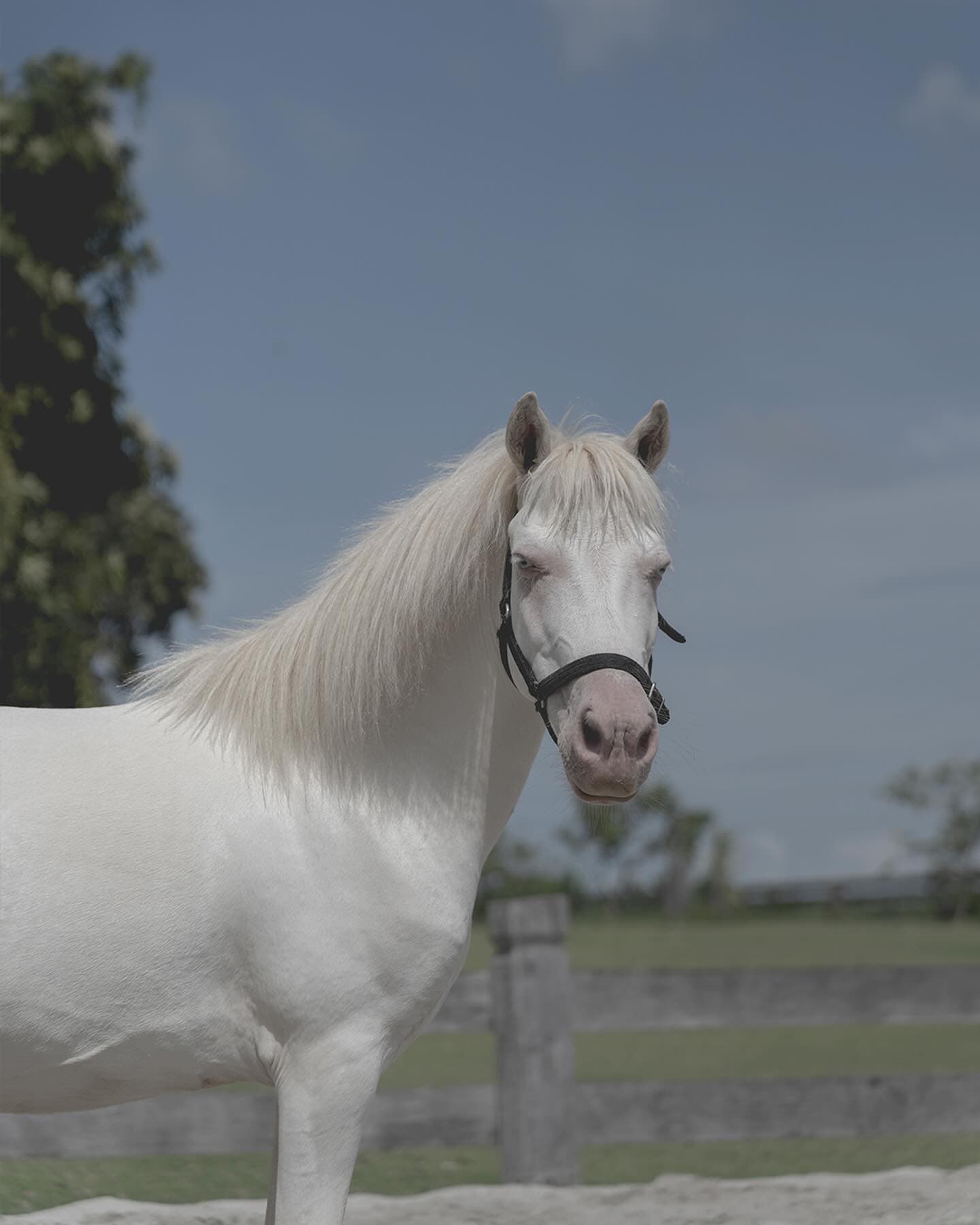Horse grazing at the farm