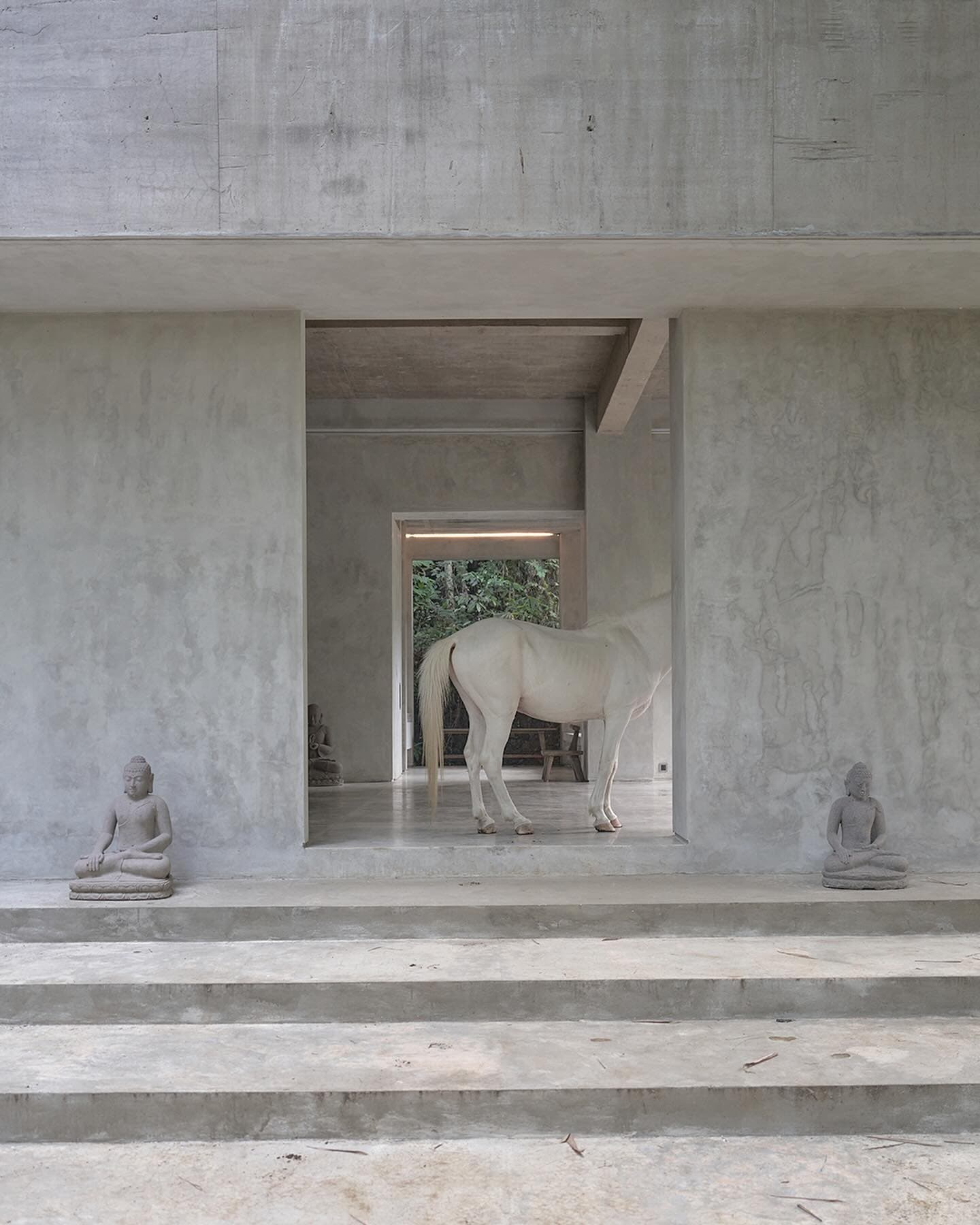 Horse roaming through the property