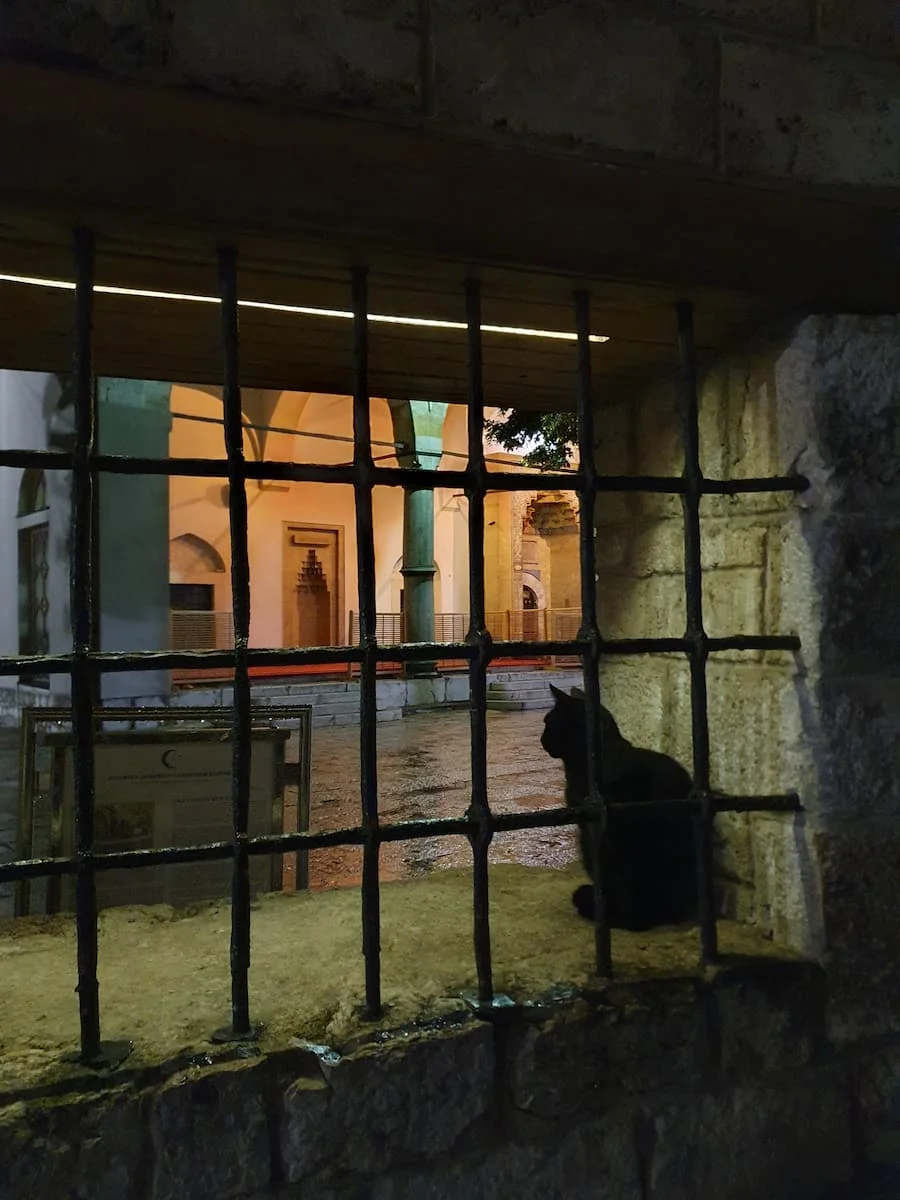 a black cat sits on a ledge looking at gazi husrev-beg mosque in sarajevo old town bosnia