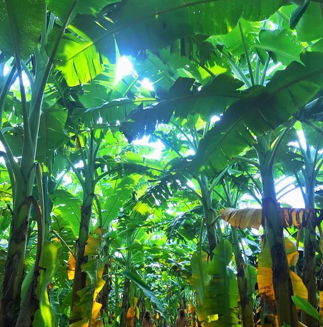 Tall banana trees within the plantation