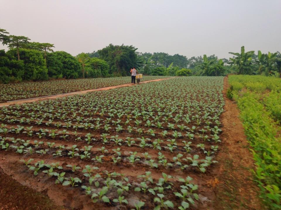 Local farm within the banana plantation