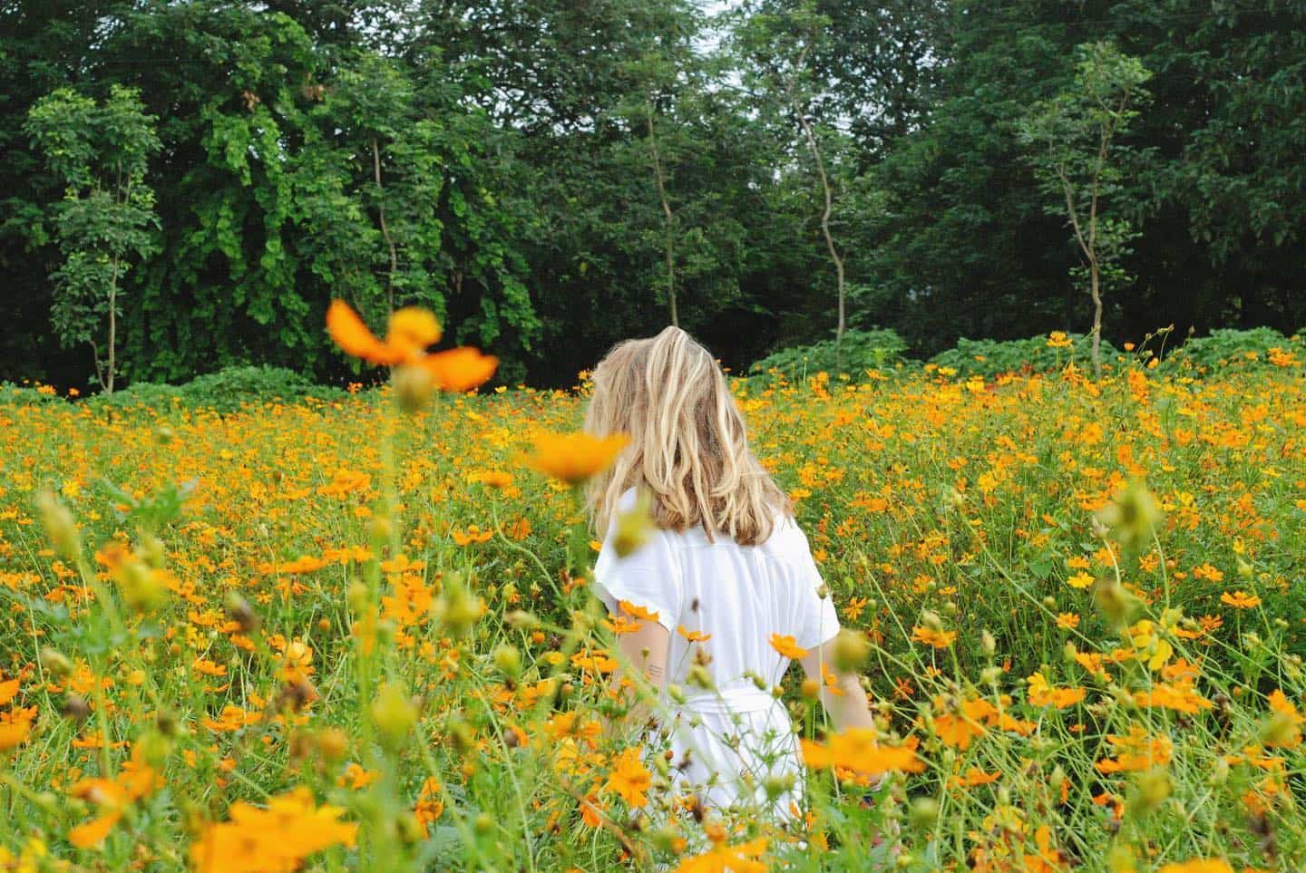 Flower field in Hanoi