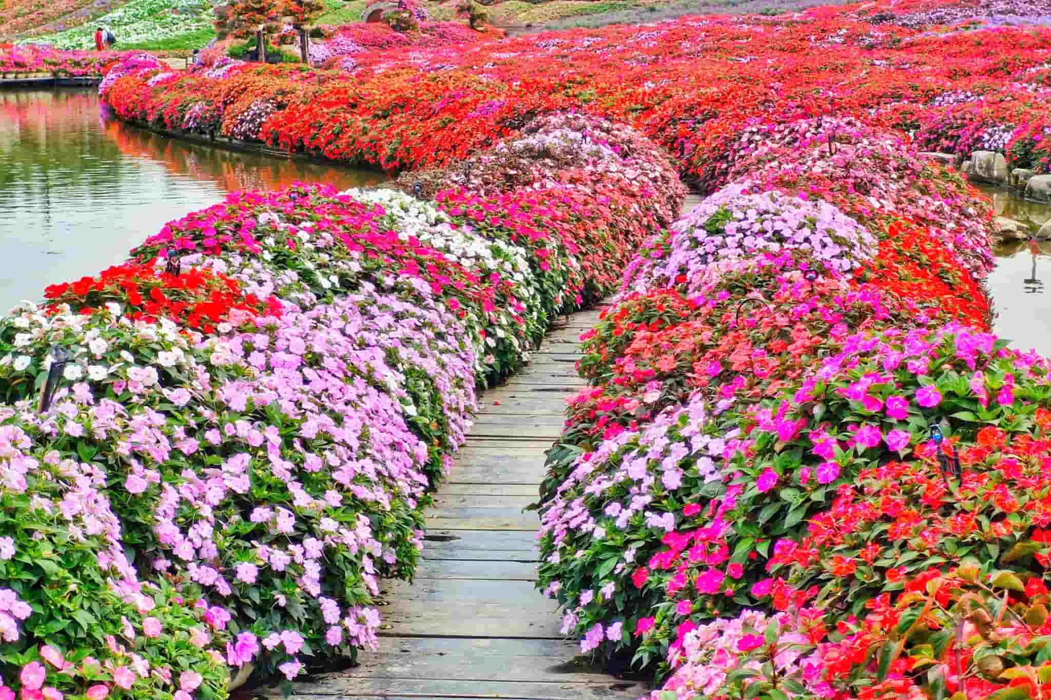 Flower pathways around the lake at flower field