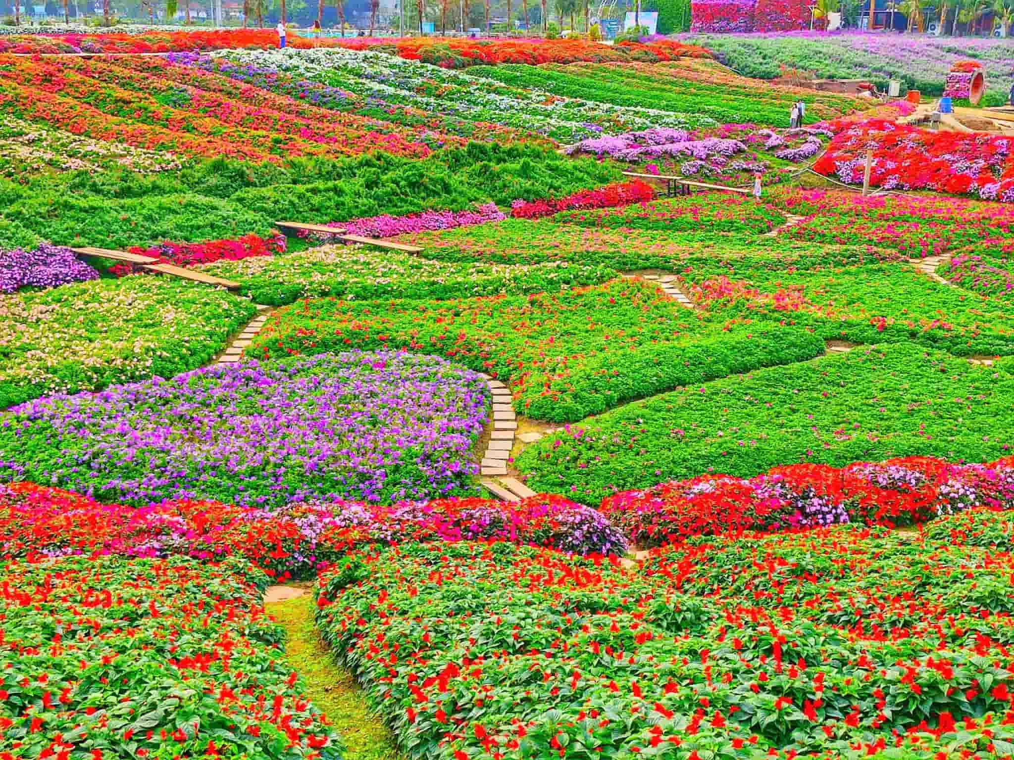 Verdant flower fields at Little Holland in Tay Ho
