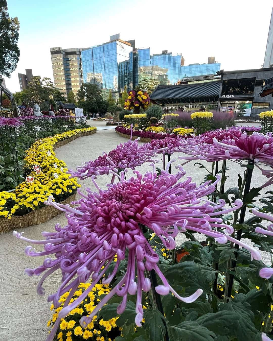 Unsual flower species at Jogyesa Temple