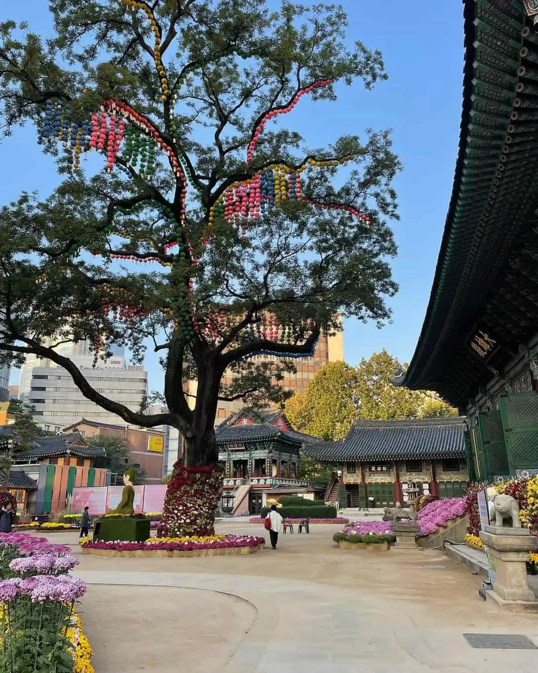 The temple grounds and the 500 year old tree