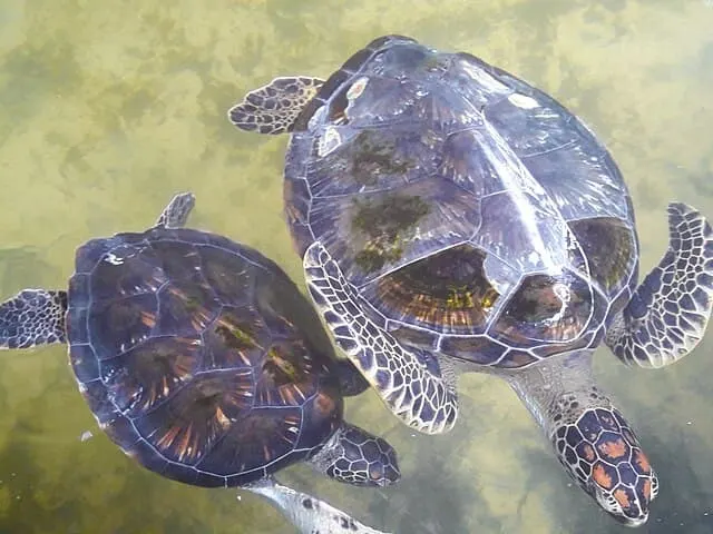 Turtles in the waters at Habaraduwa Beach
