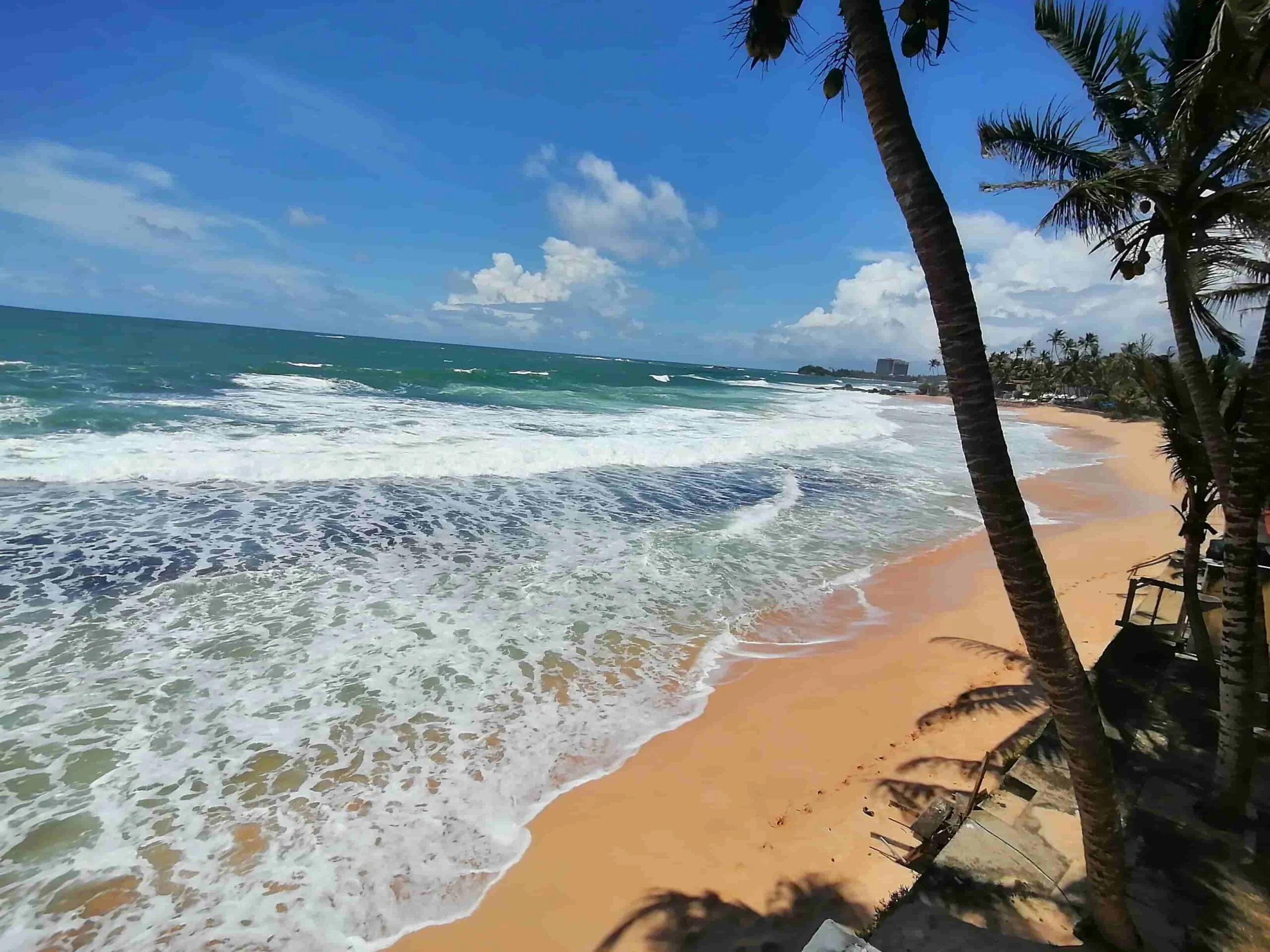 Tall palm trees over the ocean at Dalawella Beach