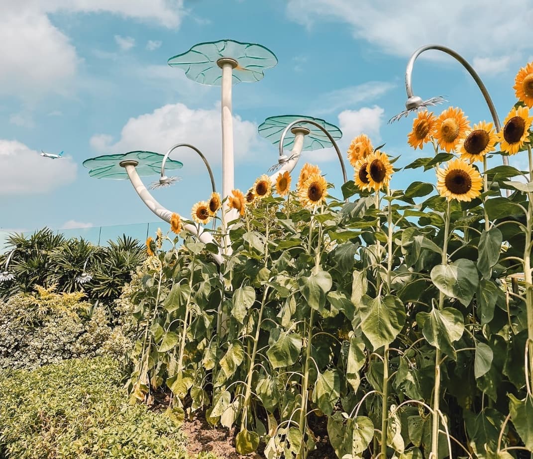 T2's outdoor sunflower garden