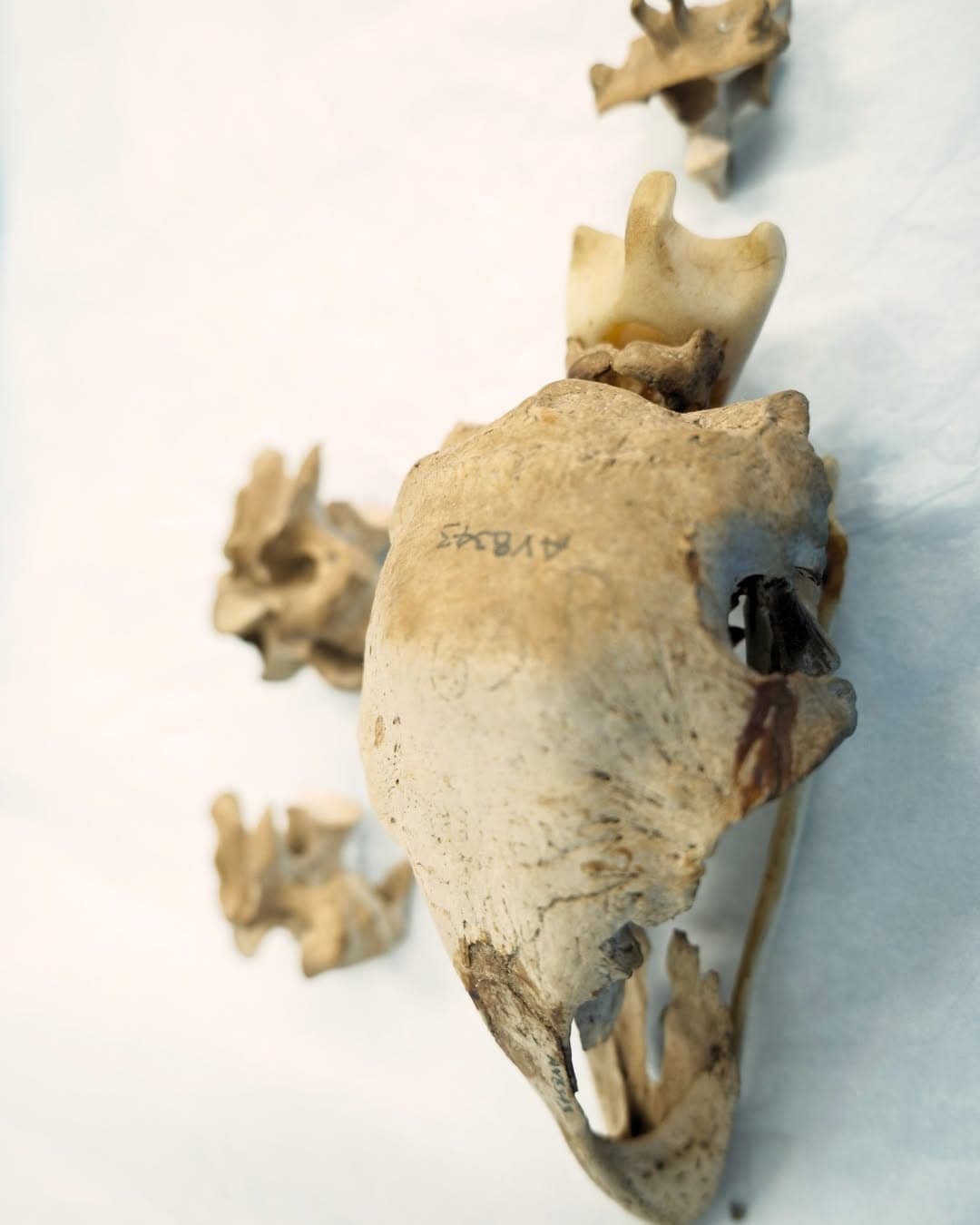 A real-life moa bird skull