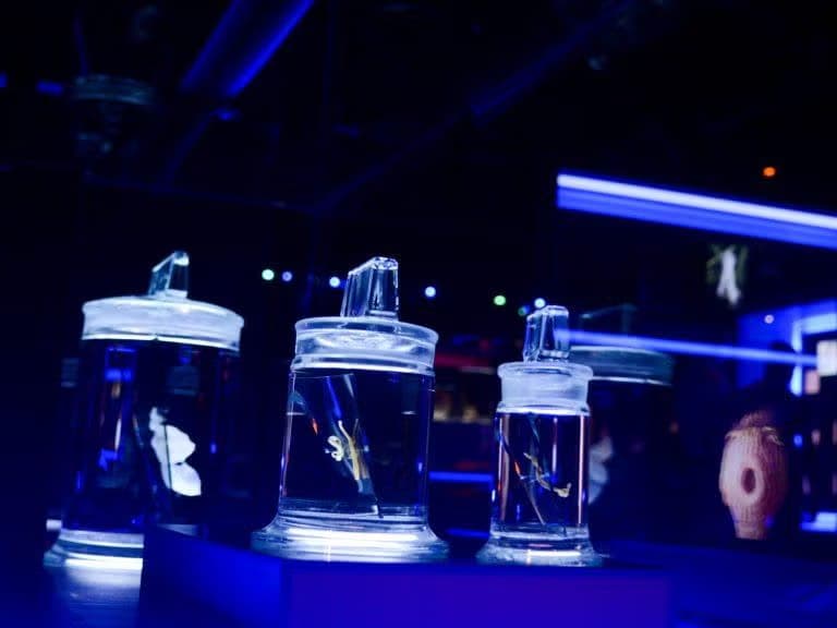 Tapeworms in glass jars at the natural history museum