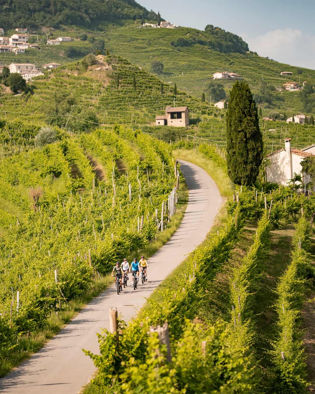 Go on a bike tour through the vineyards in Prosecco Hills