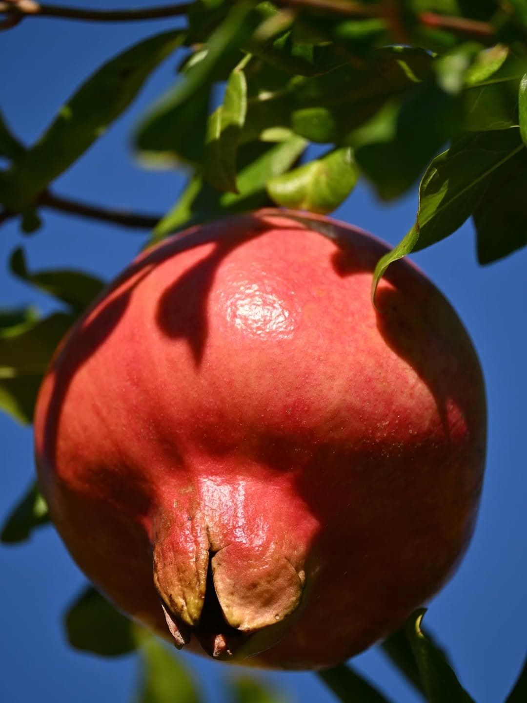 See fruits like pomegrante growing in the gardens