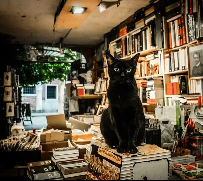 The bookstore's resident sittng on piles of books
