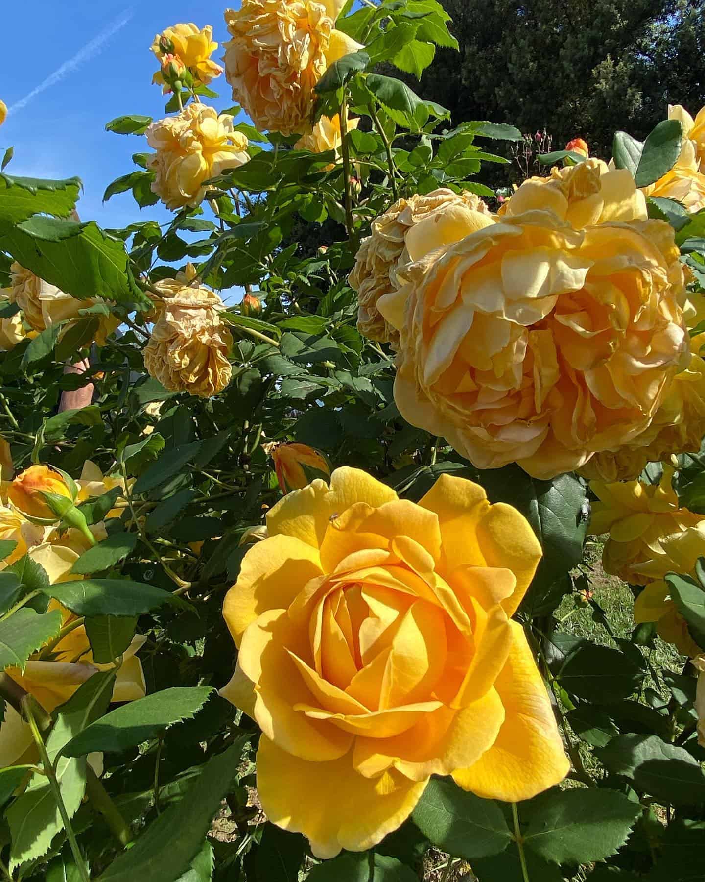 Yellow rose varity in full bloom in May