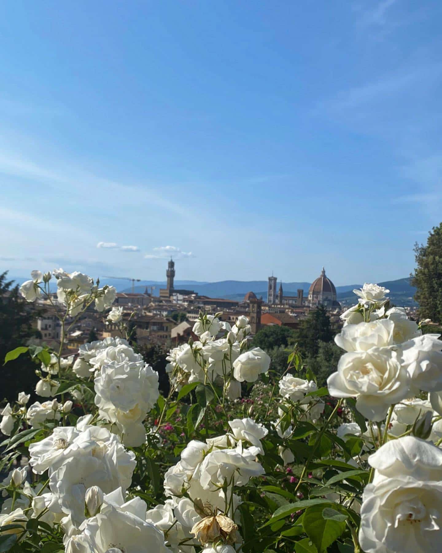 Roses and views over Florence from the garden