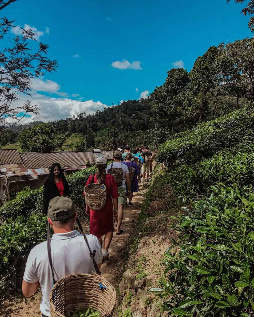 Walking through the tea fields