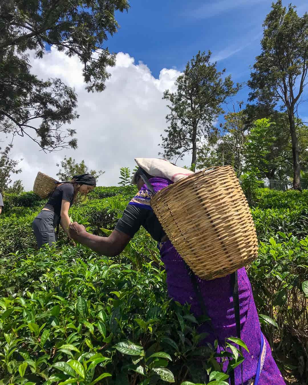 In the plantations during a tea-picking plantation tour