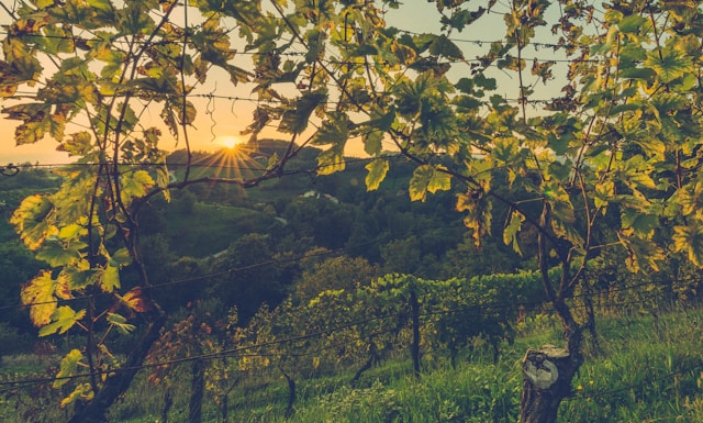 sunset viewed through vines at a vineyard in loce slovenia